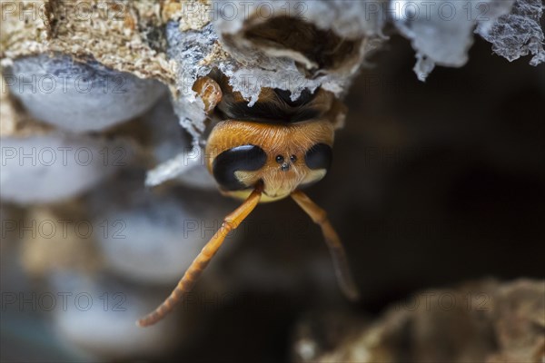 European european hornet