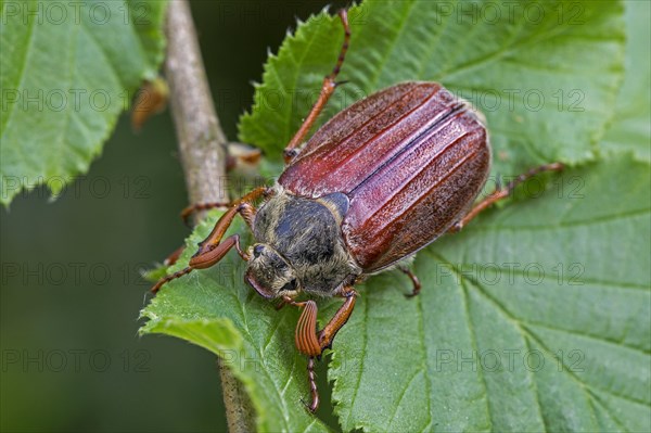 Cockchafer