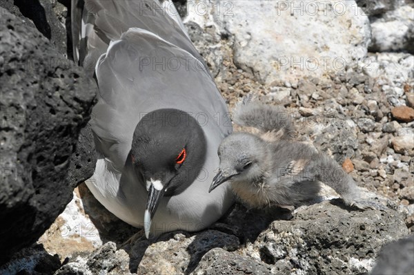 Swallow-tailed Gull with chick