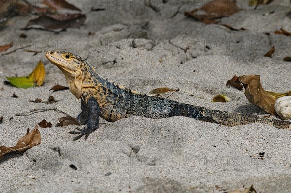 Black Iguana