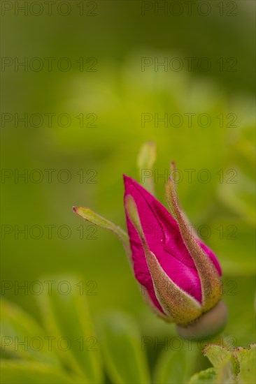 Potato Rose