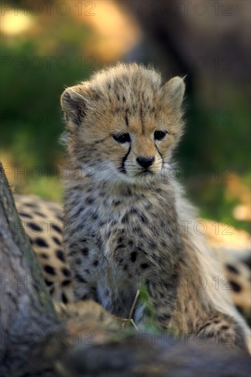 Sudan Cheetah