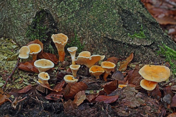 False chanterelle