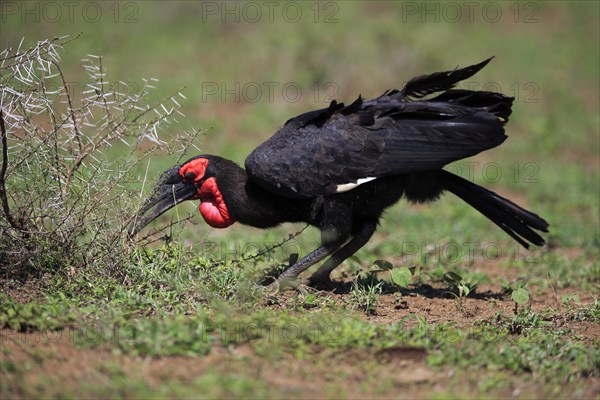 Southern ground hornbill