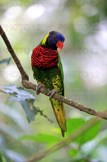 Coconut lorikeet