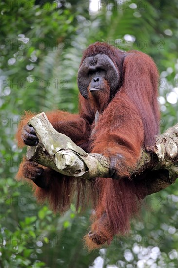 Orang Utan