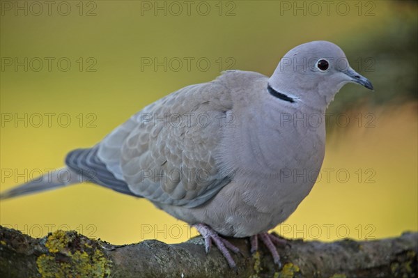 Collared dove