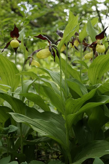 Yellow lady's slipper