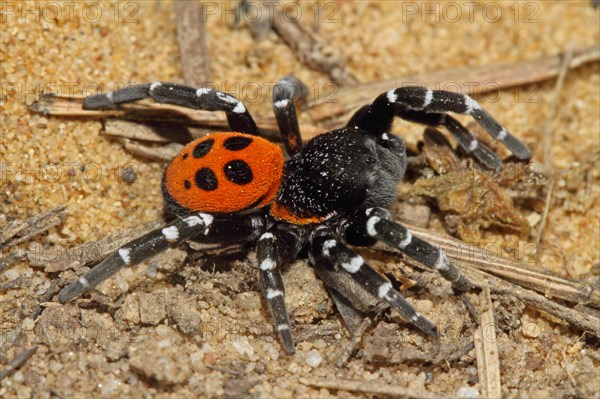 Ladybird spider