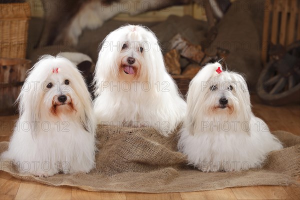 Coton de Tulear