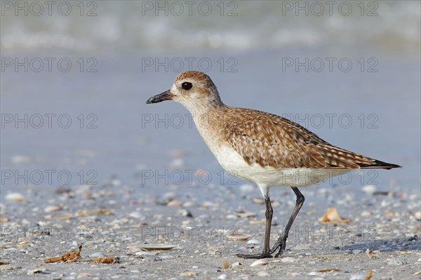 Black-bellied plover