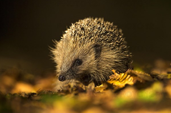 European Hedgehog