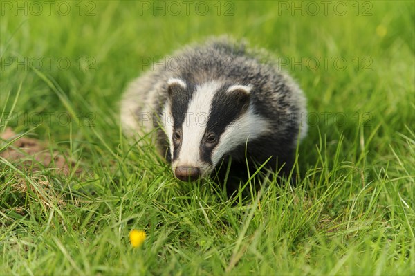 Eurasian Badger