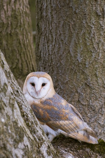 Barn Owl