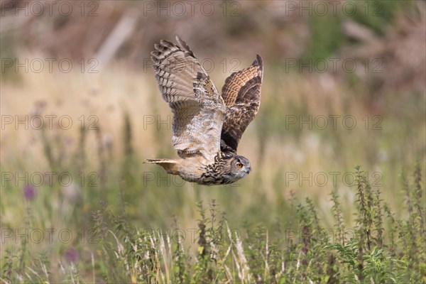 Eurasian eagle-owl