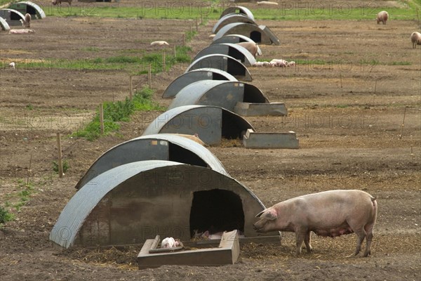 Keeping pigs outdoors