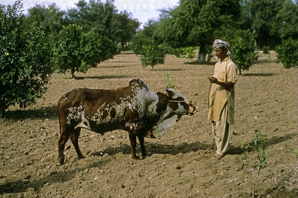 Lohani cattle