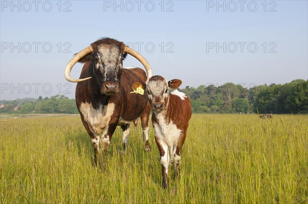 Domestic Cattle