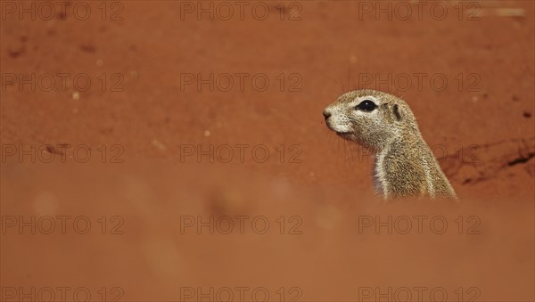 Cape Ground Squirrel