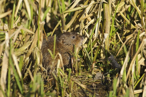 Eastern vole