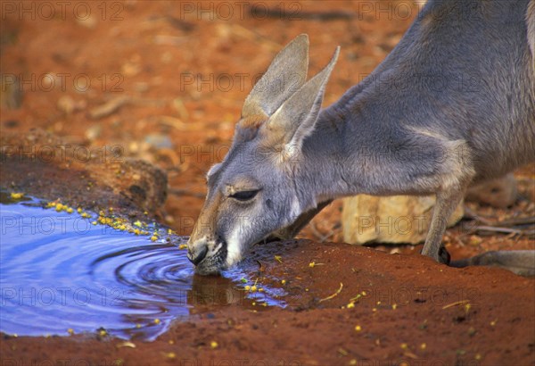 Red kangaroo