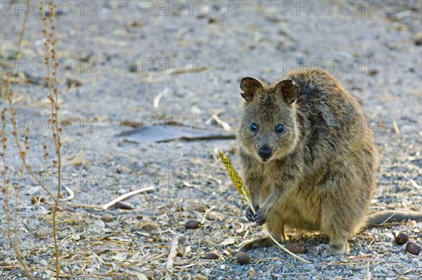 Quokka