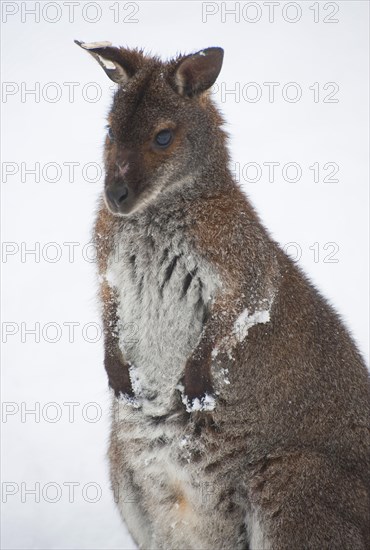 Red-necked Wallaby