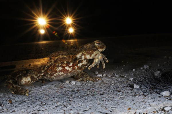 Common toad