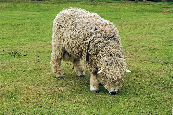 Domestic sheep