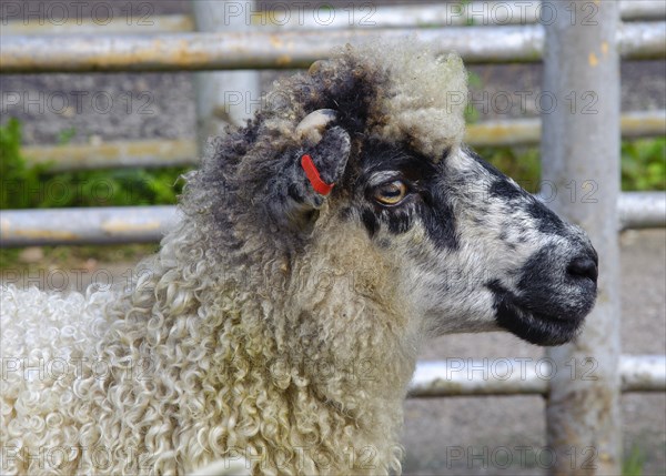 Domestic Sheep