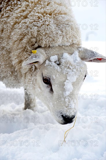 Domestic Sheep