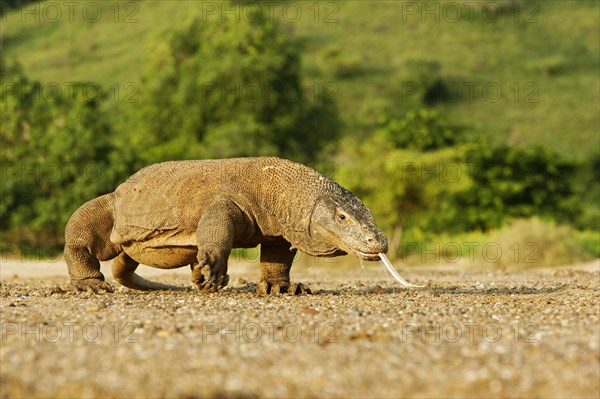 Adult komodo dragon