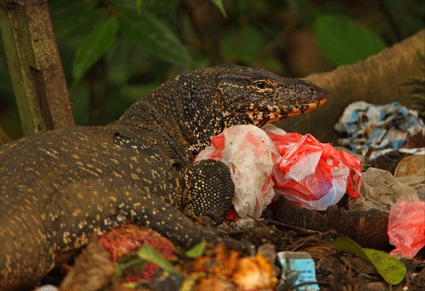 Asian water monitor