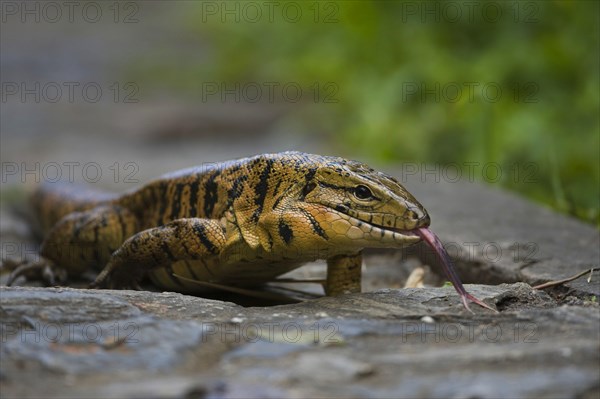 Common Tegu