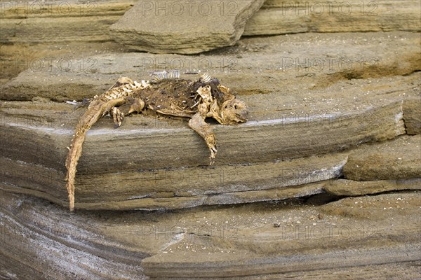 Dead Marine Iguana