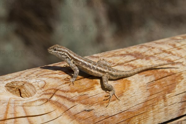 Spiny Lizard