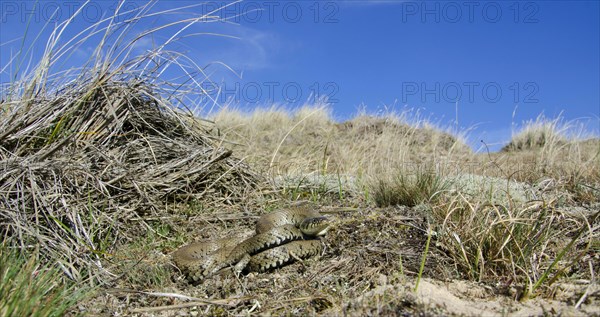 Grass snake