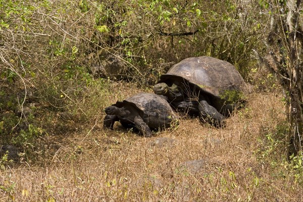 Testudo elephantopus porteri porteri porteri