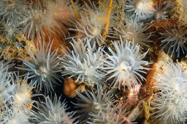 Loch Anemone