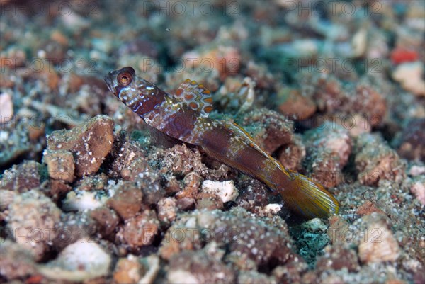 Metallic Shrimpgoby