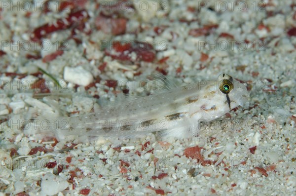 Eye goby Gnatholepsis anjerensis adult