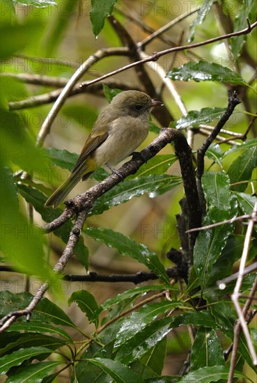 Golden Whistler