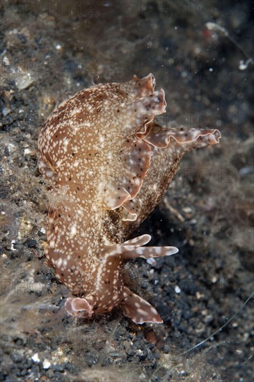 Kuroda's Sea-hare