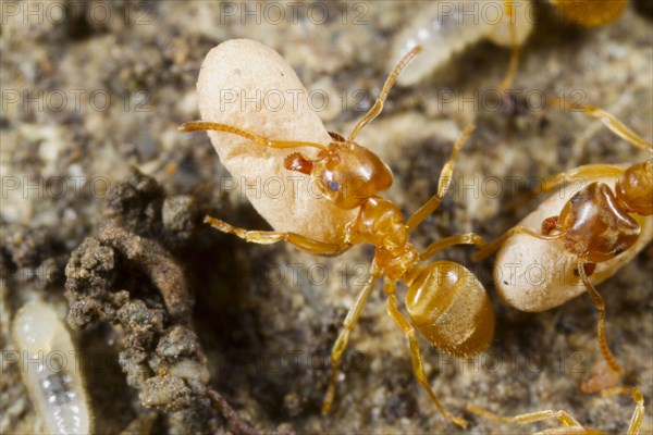 Yellow Meadow Ant