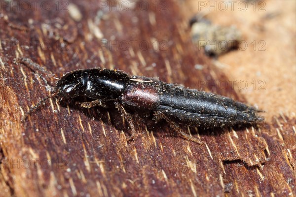 Rove Beetle