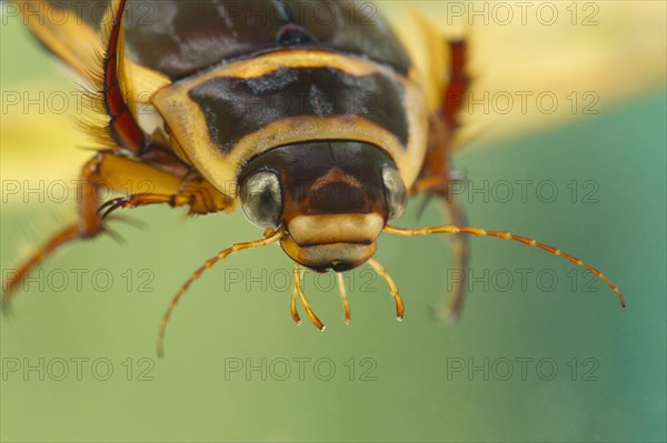 Great diving beetle