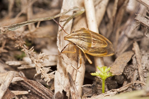 Conebug