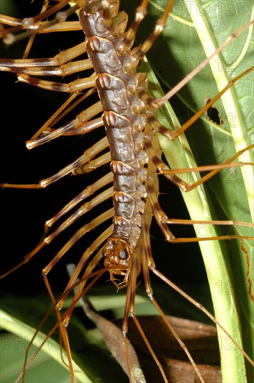 Giant Long-legged Centipede