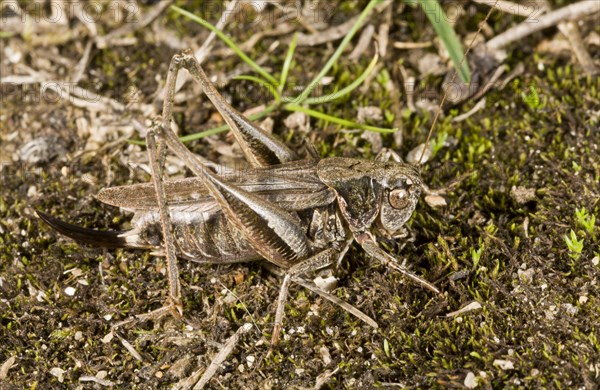 Gray bush-crickets