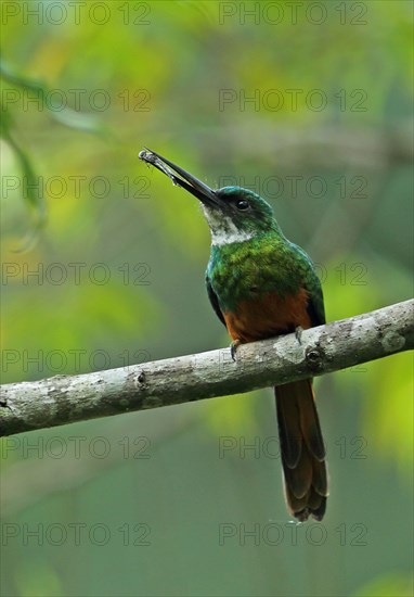 Rufous-tailed Jacamar